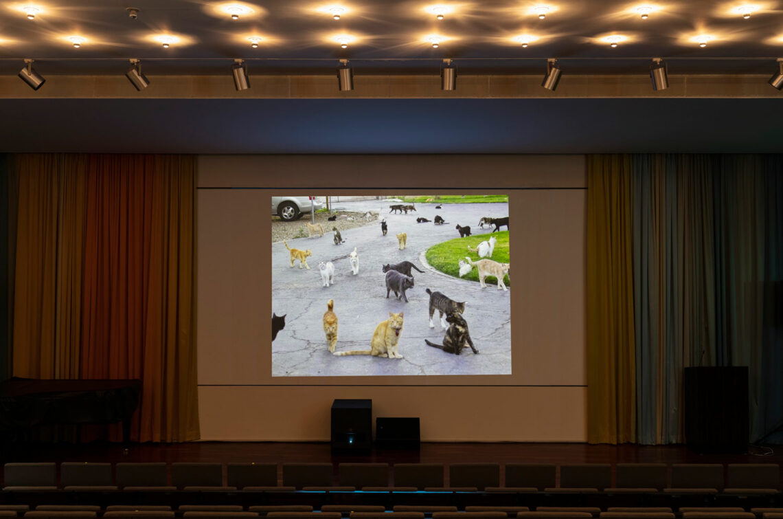 Ein schwach beleuchteter Kinosaal. Projiziert wird ein Foto oder Film mit zahlreichen Katzen auf einer geschwungenen Straße.